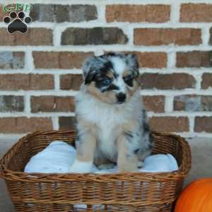 Brooklyn, Miniature Australian Shepherd Puppy